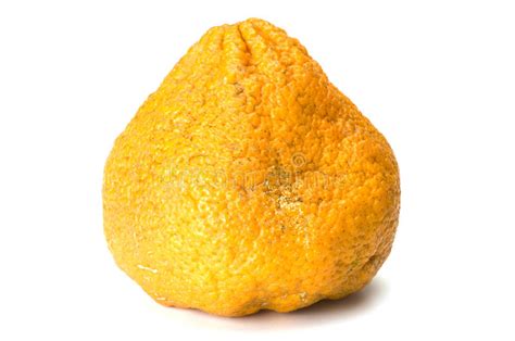 This fruit was first discovered growing wild in jamaica, where it may have naturally hybridized, and has been cultivated there ever since. Ugli Fruit Royalty Free Stock Image - Image: 13281286