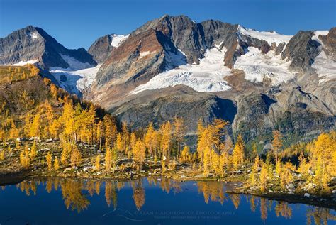 Purcell Mountains Larches British Columbia Alan Majchrowicz