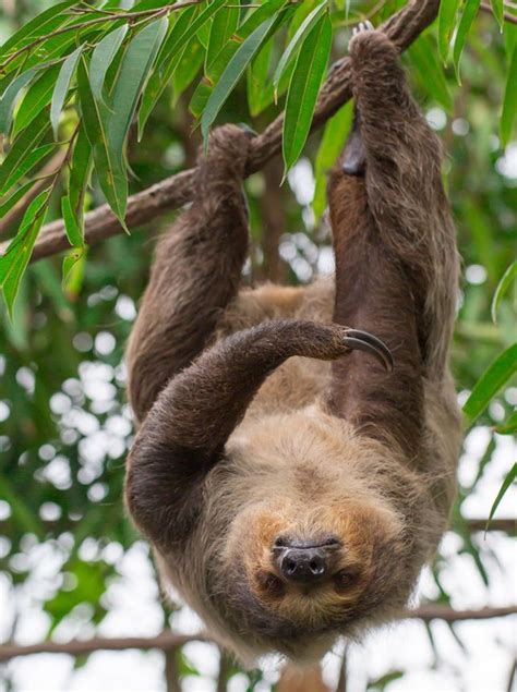 How Do Sloths Hang Upside Down All Day Without Getting Tired