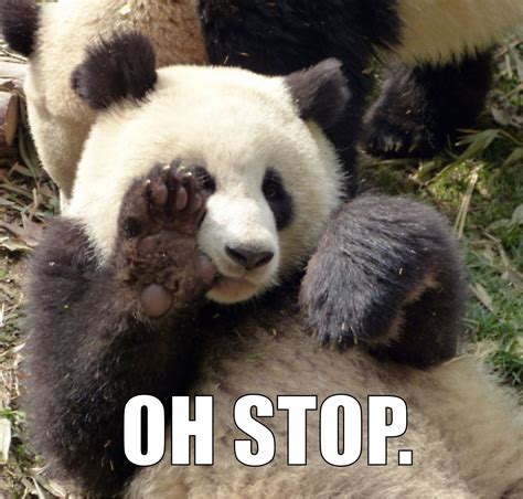 Bashful Panda Panda Meme Panda Funny Cute Panda Panda Panda Funny