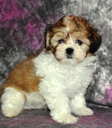 We look forward to you meeting our puppies for adoption. Shichon Puppy for Sale - Adoption, Rescue for Sale in ...