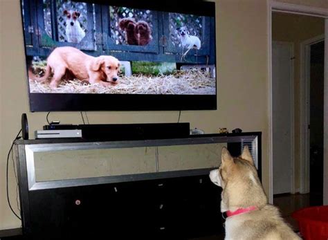Why Do Some Dogs Watch Tv Dog Boarding Near Me Dog Training
