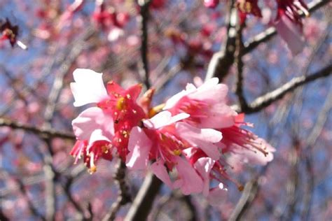 Cherry Blossoms At Bbg Brooklyn Botanic Garden Brooklyn Botanical