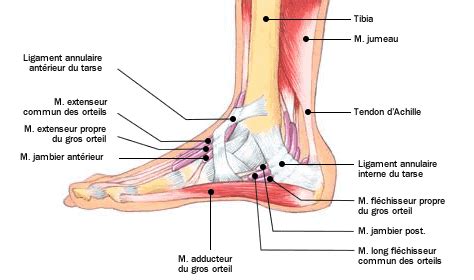 Au niveau de la cheville lors des entorses latérales, deux faisceaux (antérieur et. Douleur au niveau du cou-de-pied : que faire ? - Santé