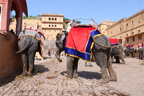 Refuse The Cruel Elephant Ride How To Ethically Visit The Amber Fort