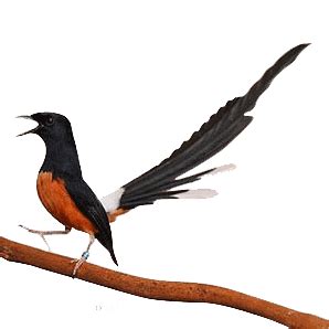 Tidak heran kenapa burung ini begitu populer, karena memang murai batu memiliki karakter suara yang unik serta mudah dilatih untuk mengikuti suara burung lainnya. Fantastis 21+ Gambar Kartun Burung Murai Batu - Gani Gambar