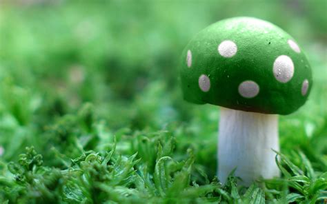 Green Mushroom Green Wallpaper 36661189 Fanpop