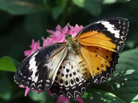 This Butterfly Is Half Male And Half Female