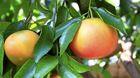 When Do Grapefruit Trees Produce Fruit Fruit Trees