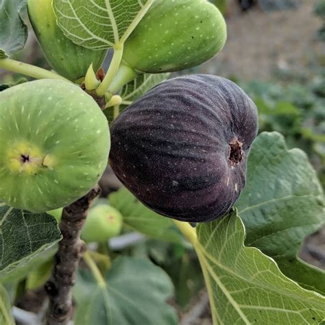 Immature fruit one fig i want to add, i had cuttings but they failed to root, i was super bummed. Violette De Bordeaux aka VDB Fig Tree - Dragons Alley Nursery