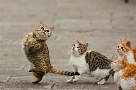 Cute Funny Animalz Funny Animals With Dancing Images And Wallpapers 2014
