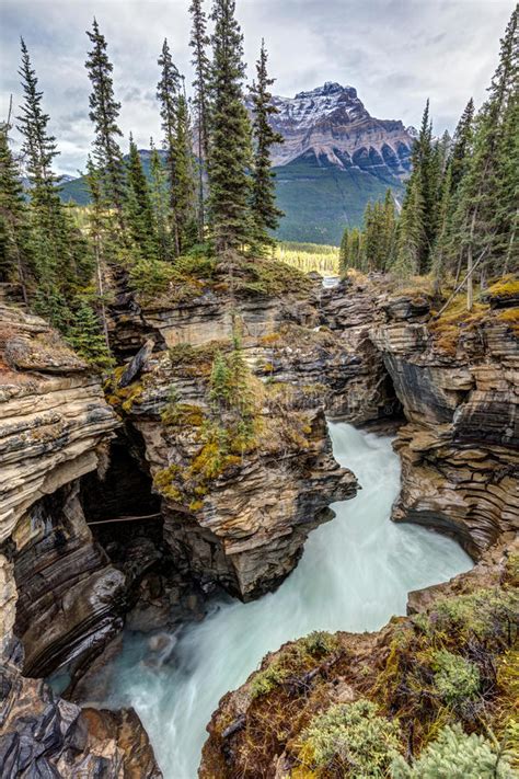 Natural Flow Of Athabasca Falls Stock Image Image Of Canadian Trees
