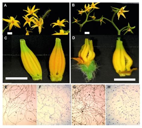 Flower Development And Pollen Viability Of Tolerant Left And