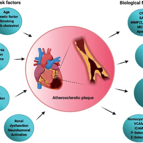Steps In Atherosclerosis Initiation And Progression Atherosclerosis Is