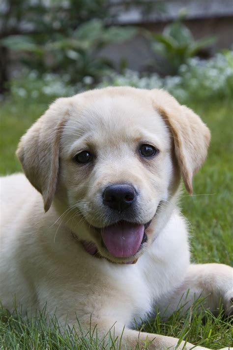 Happy Little Lab Labrador Puppy Super Cute Puppies Labrador Retriever