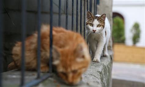 Australias Pet Cats Kill 230m Animals Per Year Or 186 Each Daily
