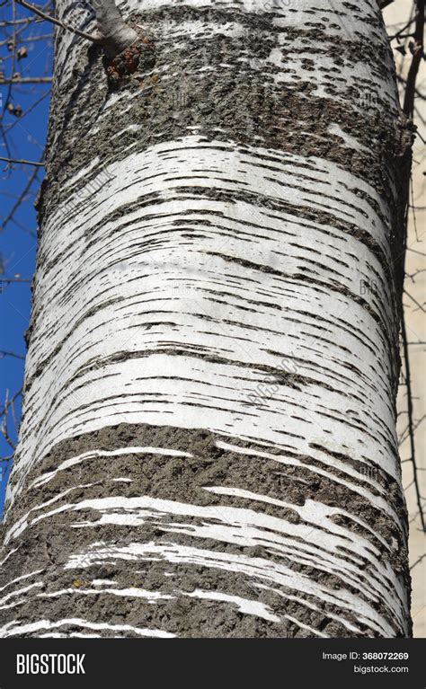 White Poplar Bark Image And Photo Free Trial Bigstock