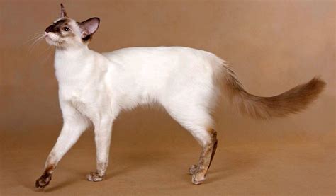 Breed Review Balinese Cat 16 Pics Pettime