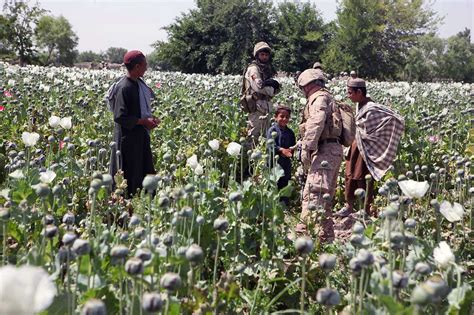 The Drug Trade In Afghanistan Understanding Motives Behind Farmers Decision To Cultivate Opium