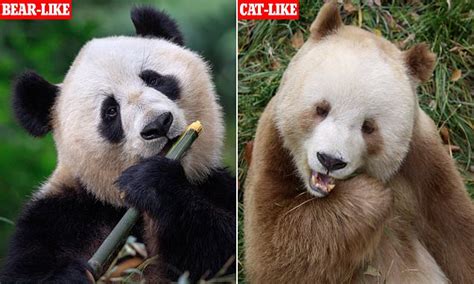 China Has Two Panda Subspecies One Looks More Like Bears And The
