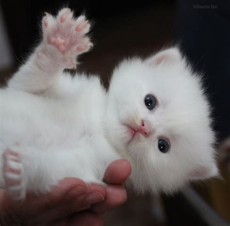 The World Through The Lens Cutest White Kitten Youve Ever Seen