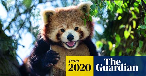 Red Pandas Are Actually Two Separate Species Study Finds Animals