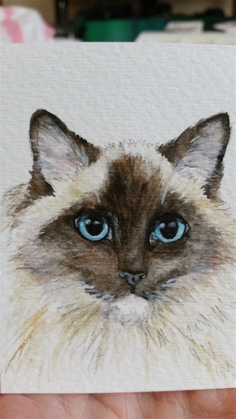 Ragdoll Cat Painting At Explore Collection Of