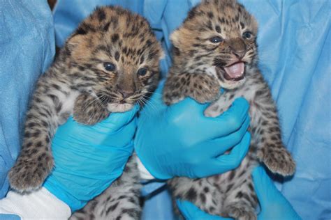 Rare Amur Leopard Twins Born At Potawatomi Zoo 953 Mnc