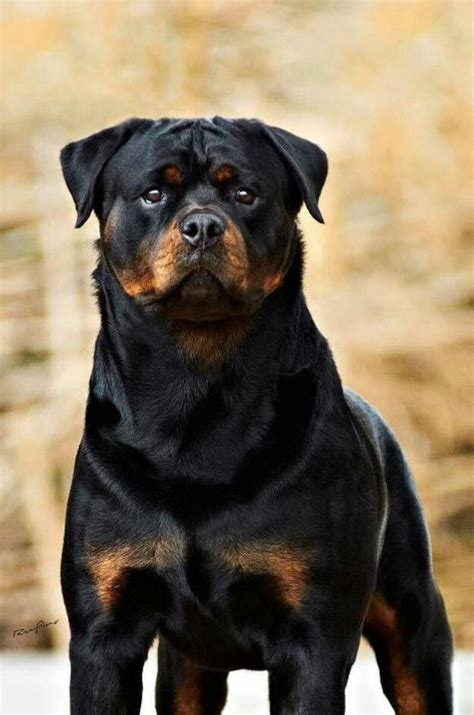Rottweiler Dog Art Portraits Photographs Information And Just Plain
