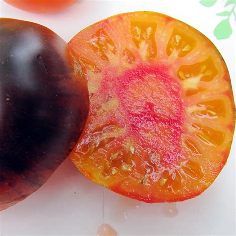 Lucid Gem Tomato Plant Sweetest Heirloom