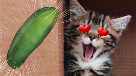 💕 Kitty Loves His Cucumber So Much 💕💕 Cute Funny And Smart Pets 37