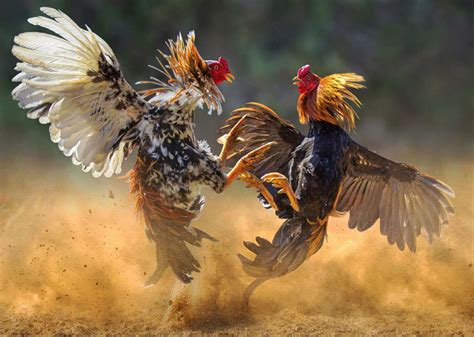 上 Ruster Fighter 969199 Rooster Fighting Hens