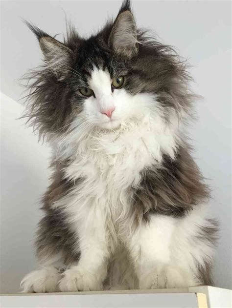 20 Most Popular Long Haired Cat Breeds Angora Cats American Bobtail