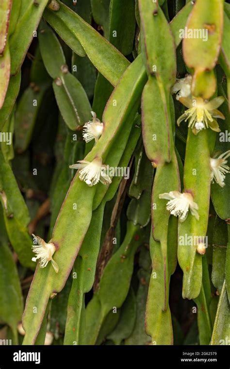 Tiny White Flowers Of Rhipsalis Paradoxa With Trailing Succulent Stems