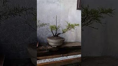 Spesies pokok herba iaitu cucur atap (beackea frutuscen) amat sesuai dijadikan bonsai. Bonsai Cucur Atap (Ujung Atap)(1) - YouTube
