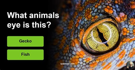Can You Guess The Correct Animal Trivia Quiz Quizzclub
