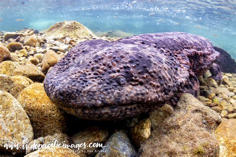 When people started calling the police in kyoto reporting that they had seen a monster near the kamogawa river it raised more than a few. The Japanese Giant Salamander Guide | Indopacificimages