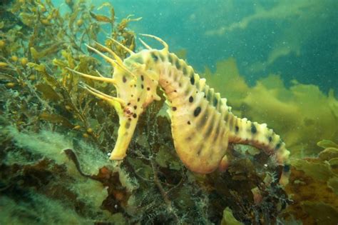 10 Things You Never Knew About Seahorses Beautiful Sea Creatures