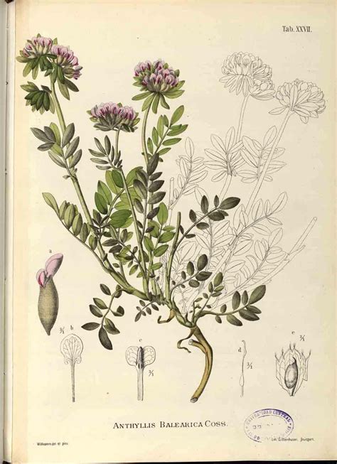 Ilustración Botánica En La Historia Ciencia Y Arte Ilustraciones