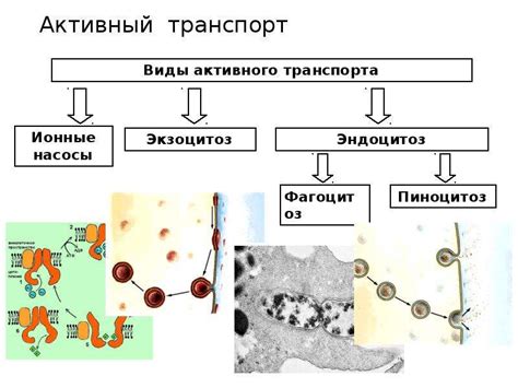 Транспорт веществ через биологические мембраны - презентация, доклад ...