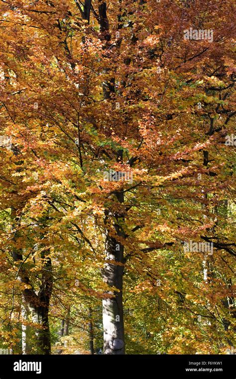 Fagus Sylvatica In Autumn Common Beech Tree Leaves Stock Photo Alamy