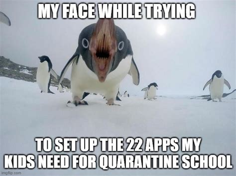 Image Tagged In Angry Penguin Imgflip