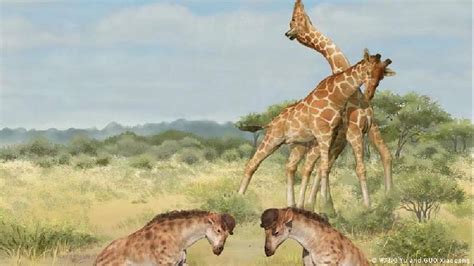 Giraffe Necks For Sex How Giraffes Evolved To Feed And Breed
