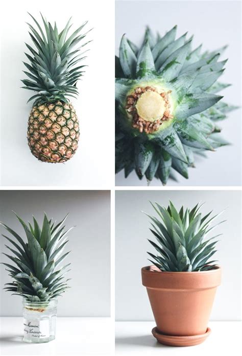 Growing A Pineapple In Water From A Pineapple Top Trendy