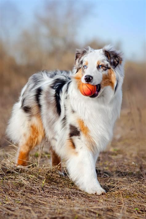 45 Best Large Dog Breeds For People Who Have A Lot Of Love To Give