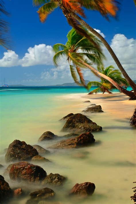 Tropical Beach With Palm Trees Image Free Stock Photo Public Domain