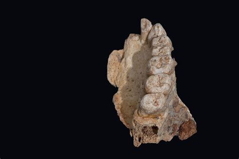 Oldest Human Fossil Found In Israel Rewrites History Of Modern Human