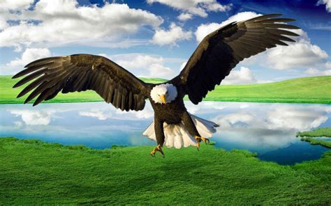 Eagle Desktop Wallpaper 73 Images