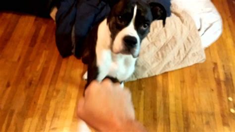 Boxer Dog Fist Bump Youtube
