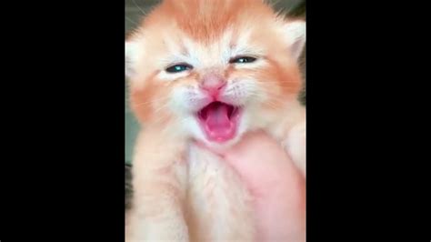 صوت قطط صغيرة كيوت Youtube